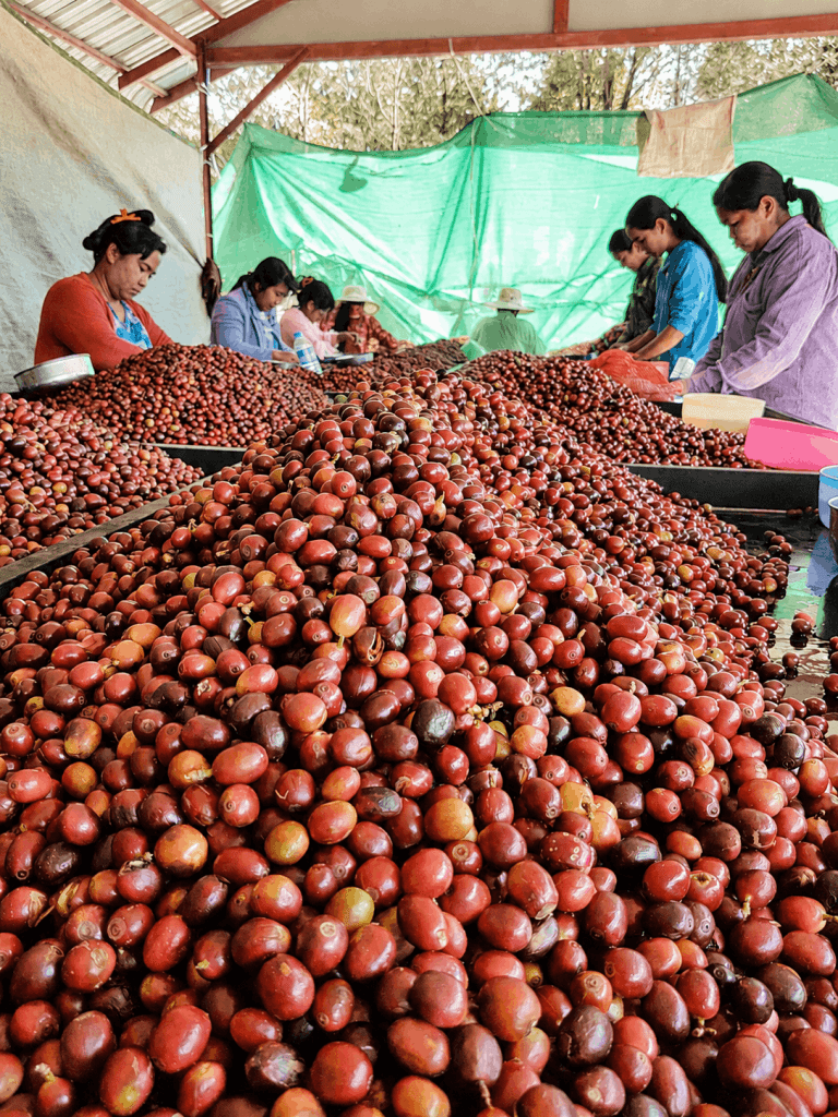 Sortierung von Arabica-Kaffeekirschen in einer Kaffeekooperative